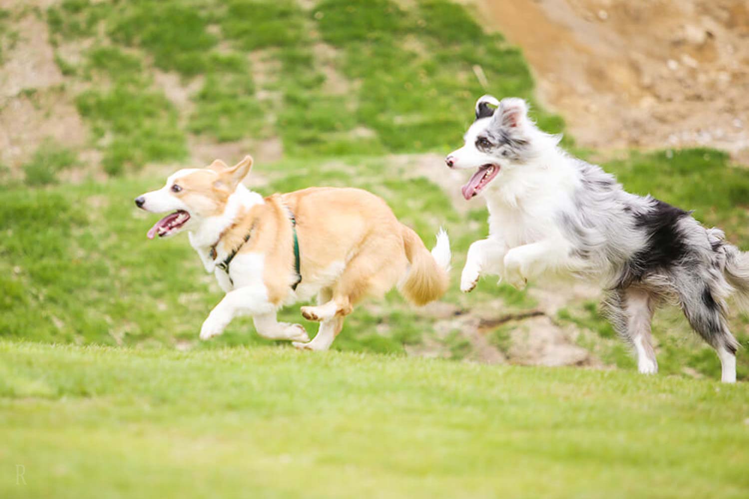 A full range of dog-friendly services